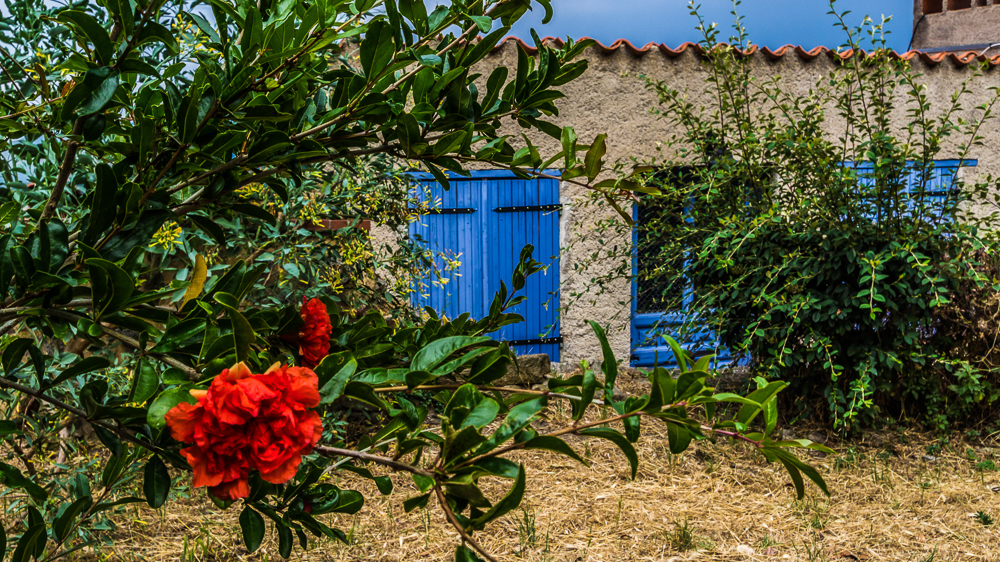 Fleur et volet coloré à Eus