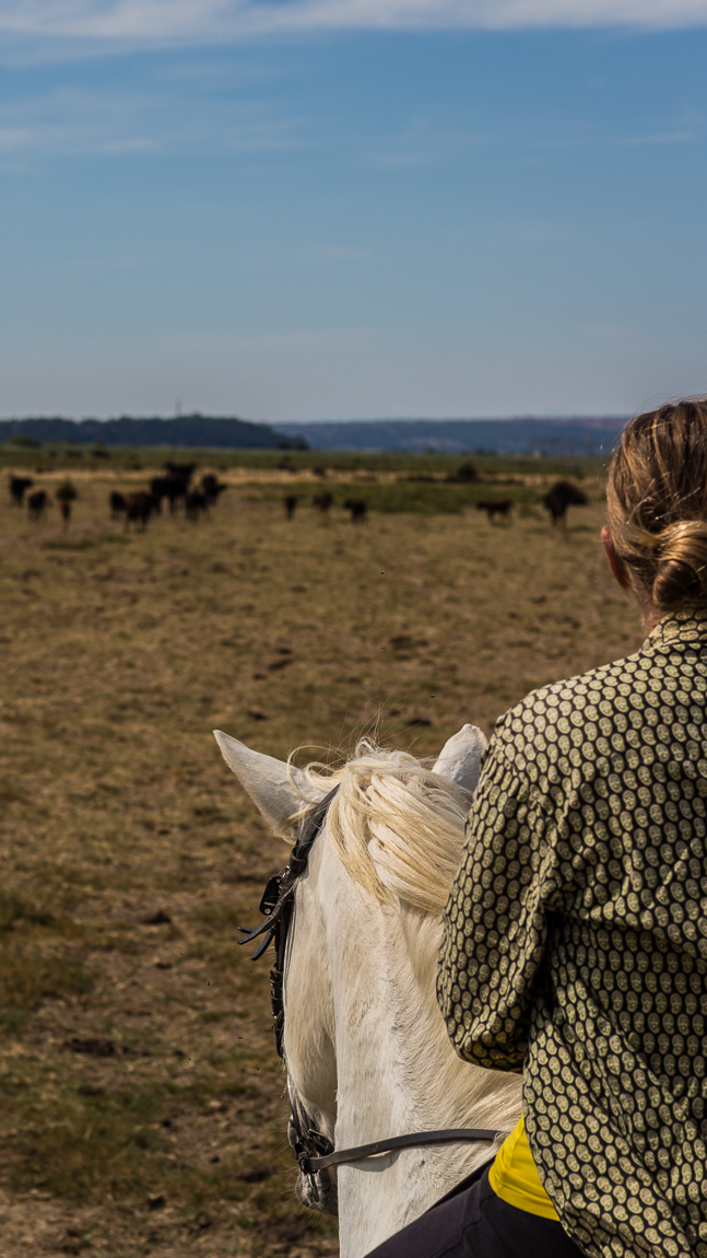 La petite camargue audoise : la manade Tournebelle