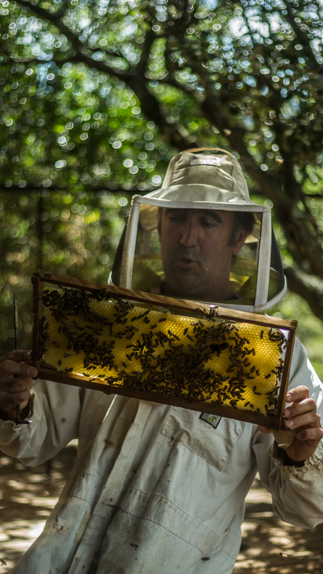 Apiculteur de la miellerie des clauses à Montséret