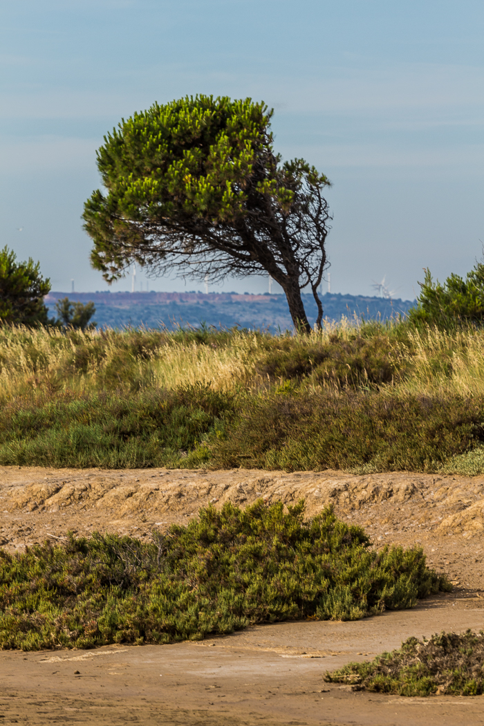 Balade ornithologique avec l'association Aude Nature