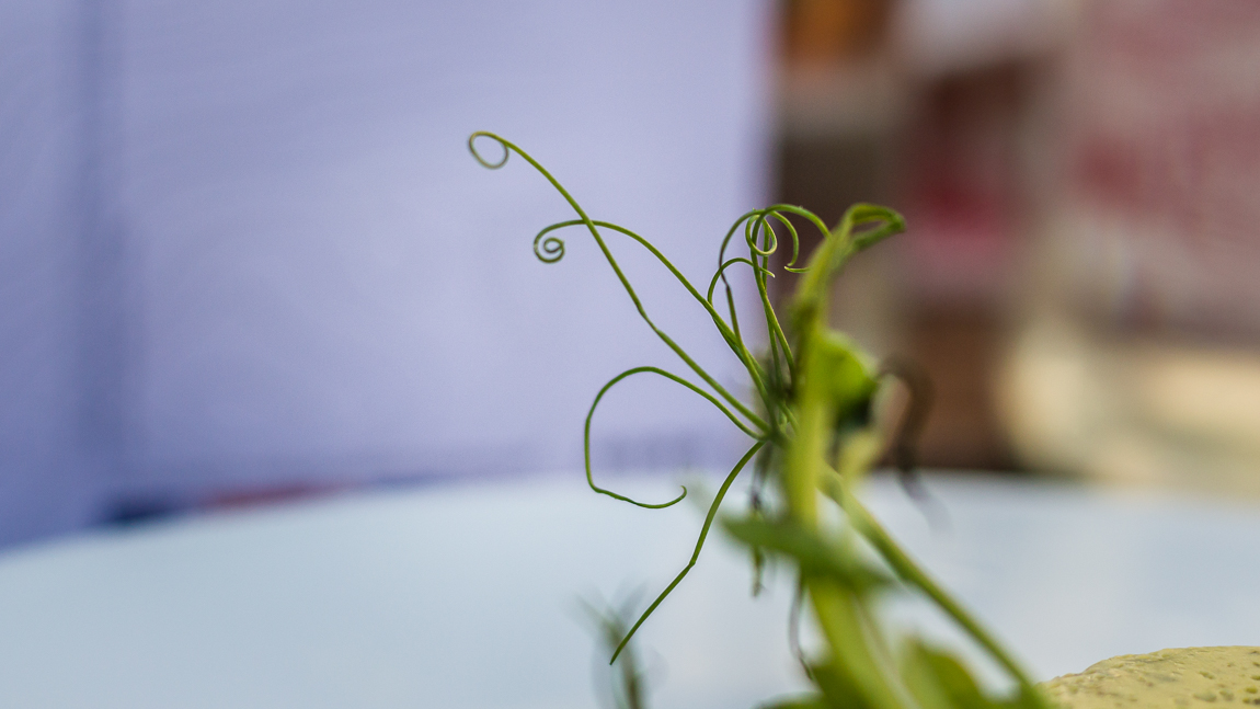 Détails d'une assiette locale à Peyriac de mer