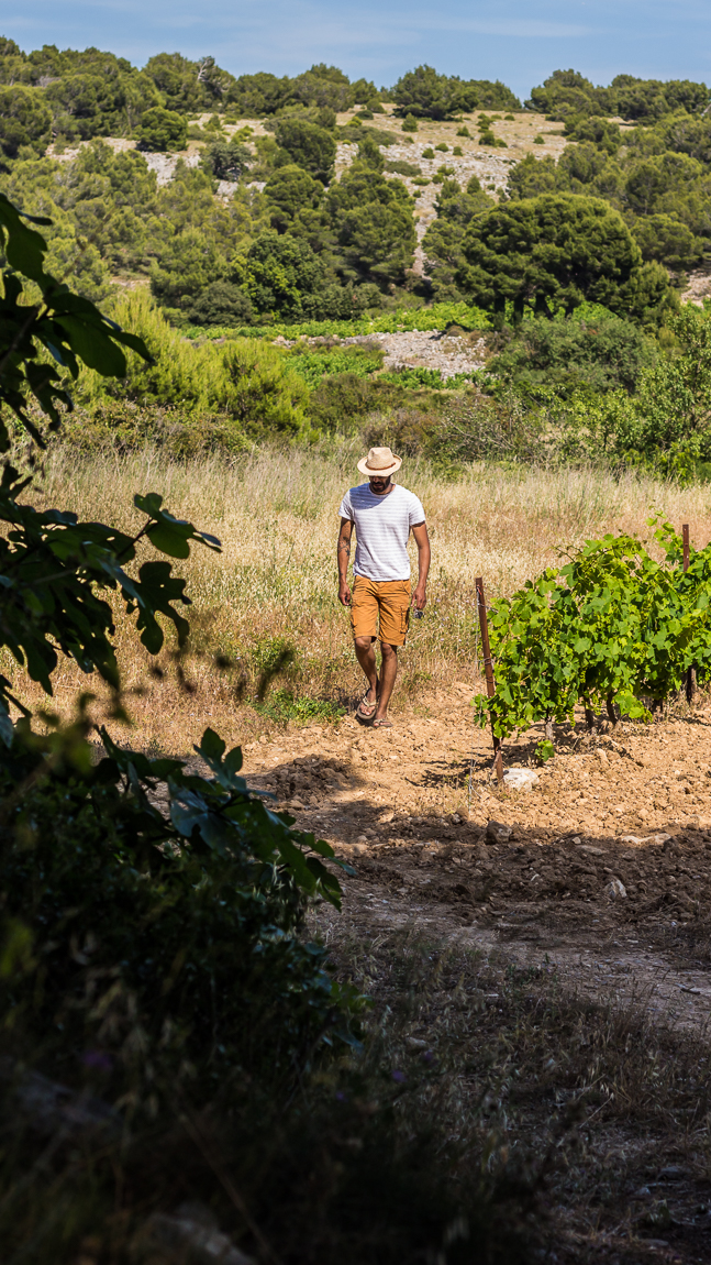 le safran de Gruissan