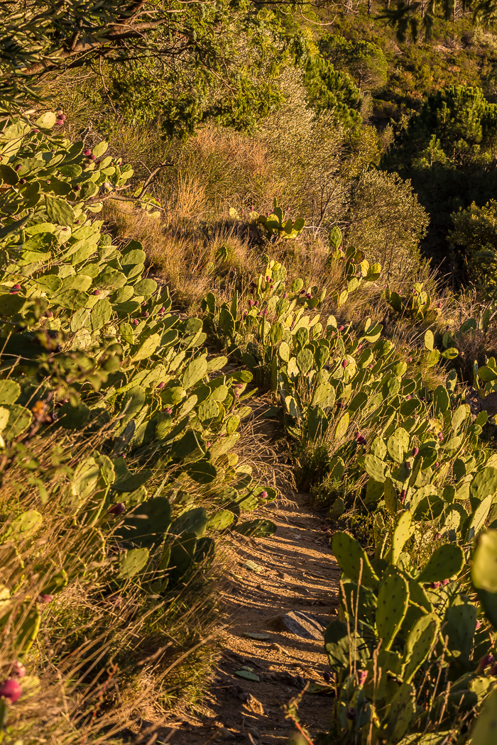 Cactus ensoleillés à Rodès