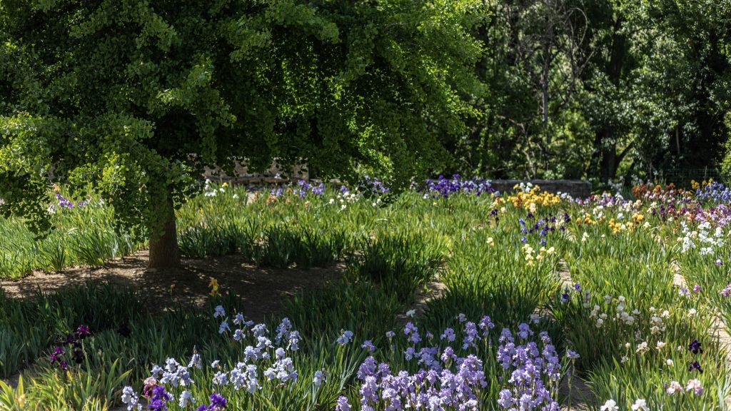 jardin d'iris à l'Abbaye Saint Michel de Cuxa