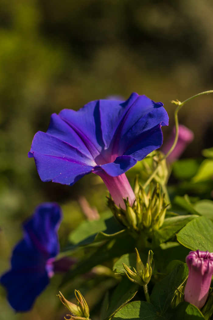les plus beaux jardins du 66