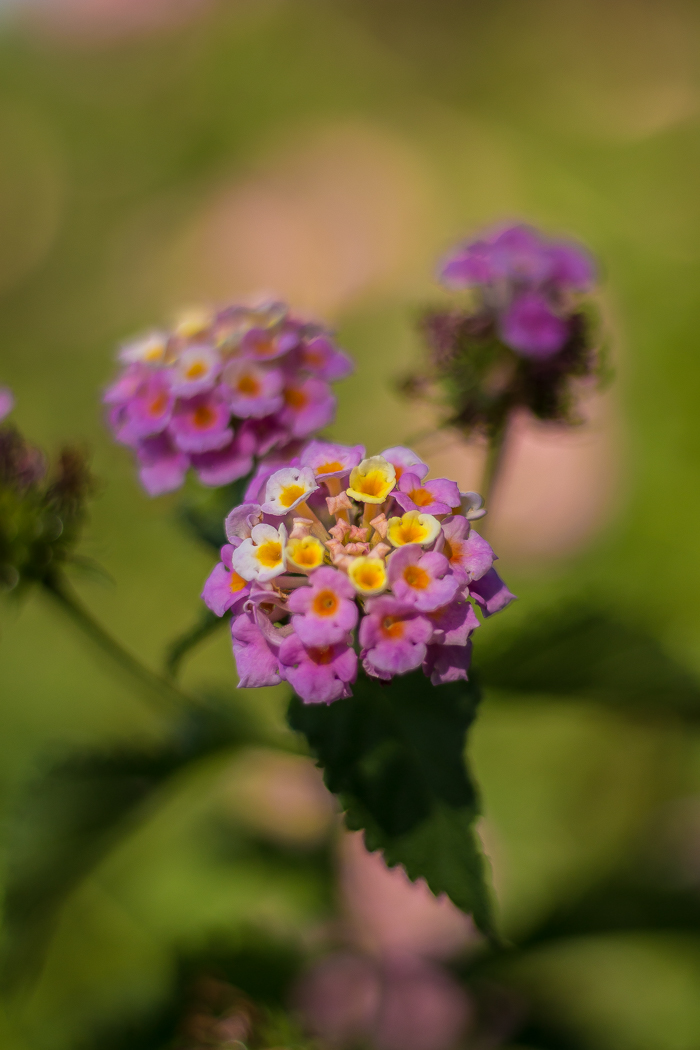 les plus beaux jardins du 66