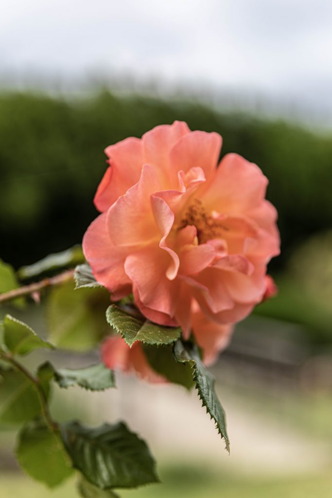 le tropique du papillon Elne