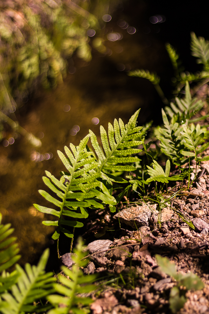 CANAL DE MOLITG Randonnée Balade