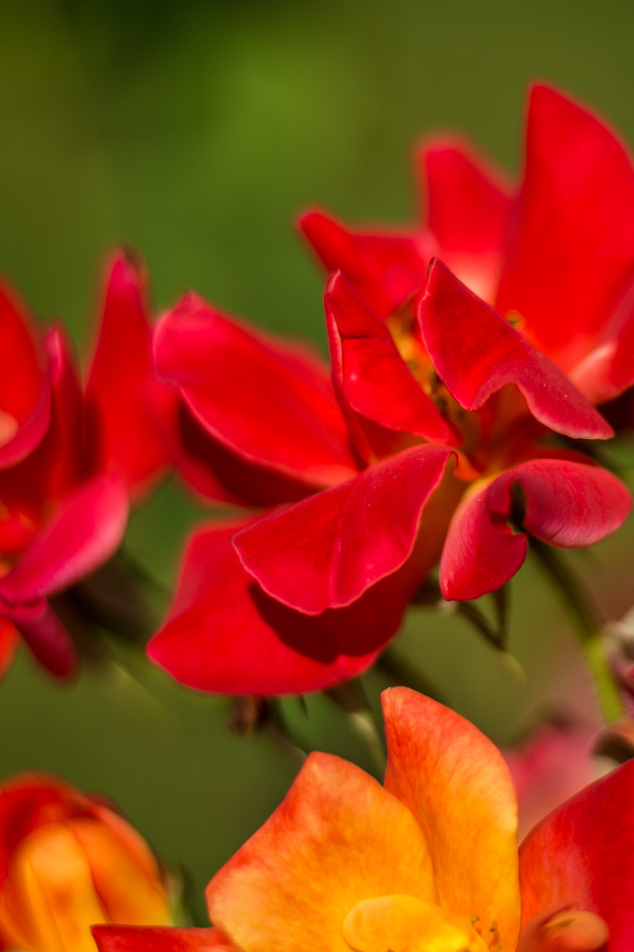 Jardins Pyrénées-Orientales 66