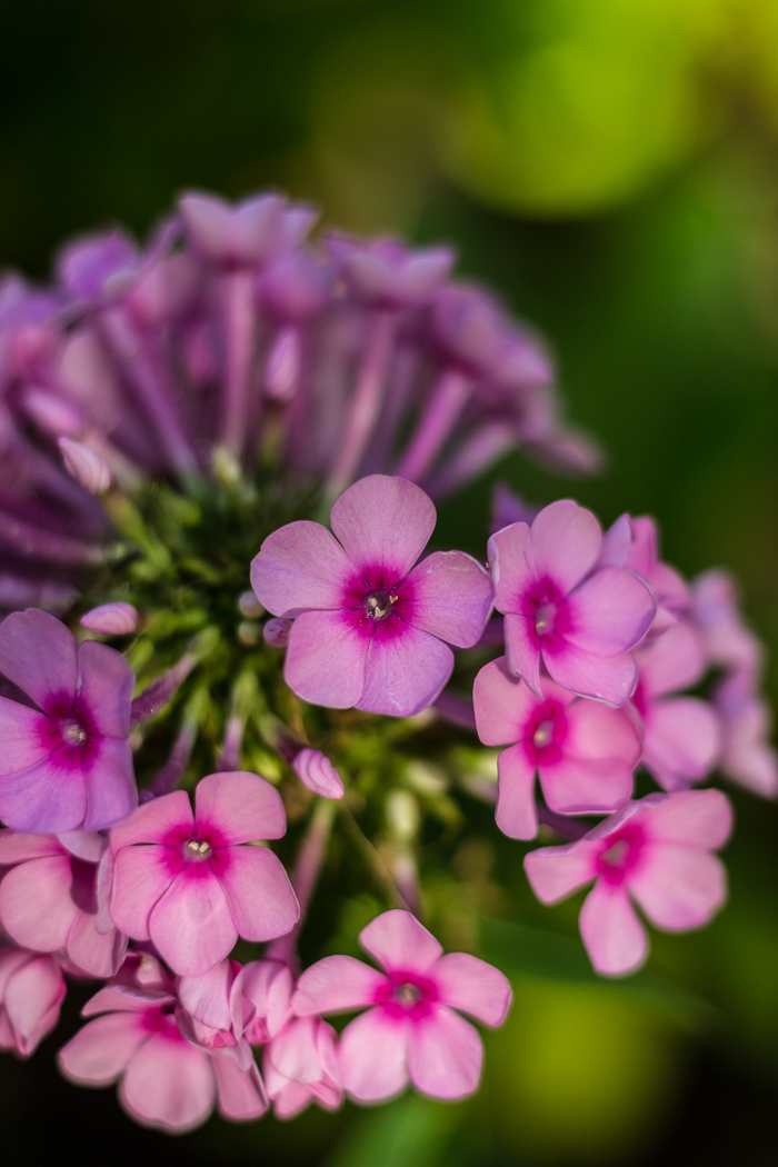 Jardins Pyrénées-Orientales 66