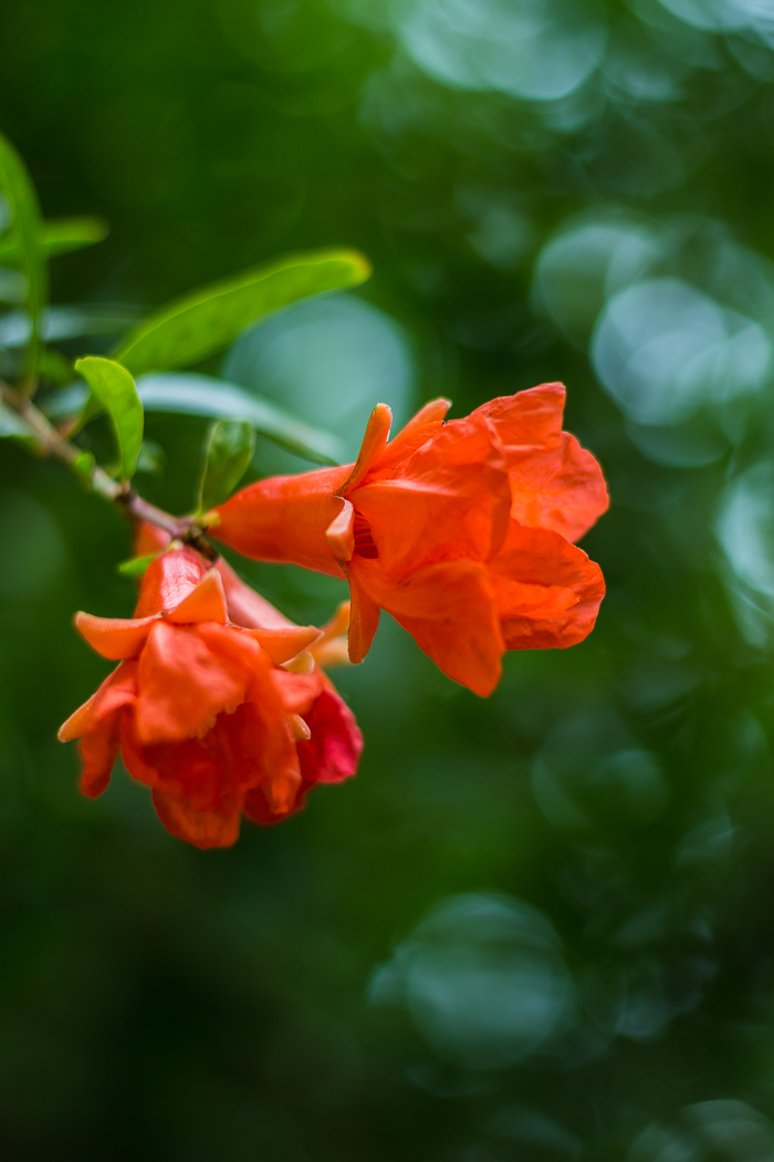 Jardins Pyrénées-Orientales 66