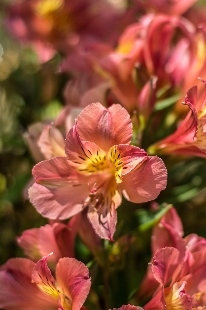 Jardins Pyrénées-Orientales 66