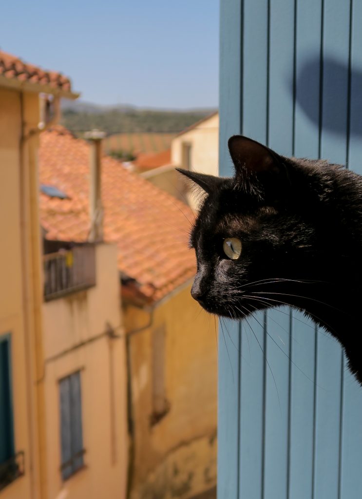 Le chat de Kikimagtravel