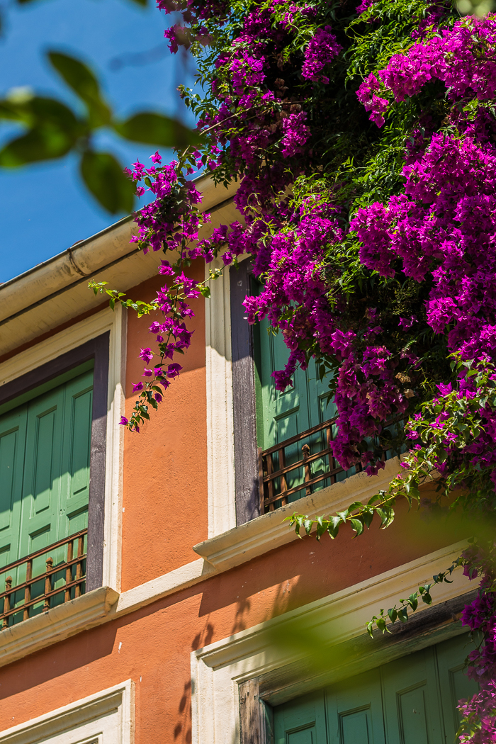 Bougainvilliers en fleurs à Ille sur Têt