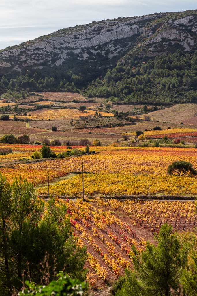 Vignes d'automne entre Vingrau & Tautavel