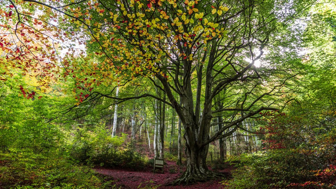 Hêtre remarquable dans la forêt du Vivier