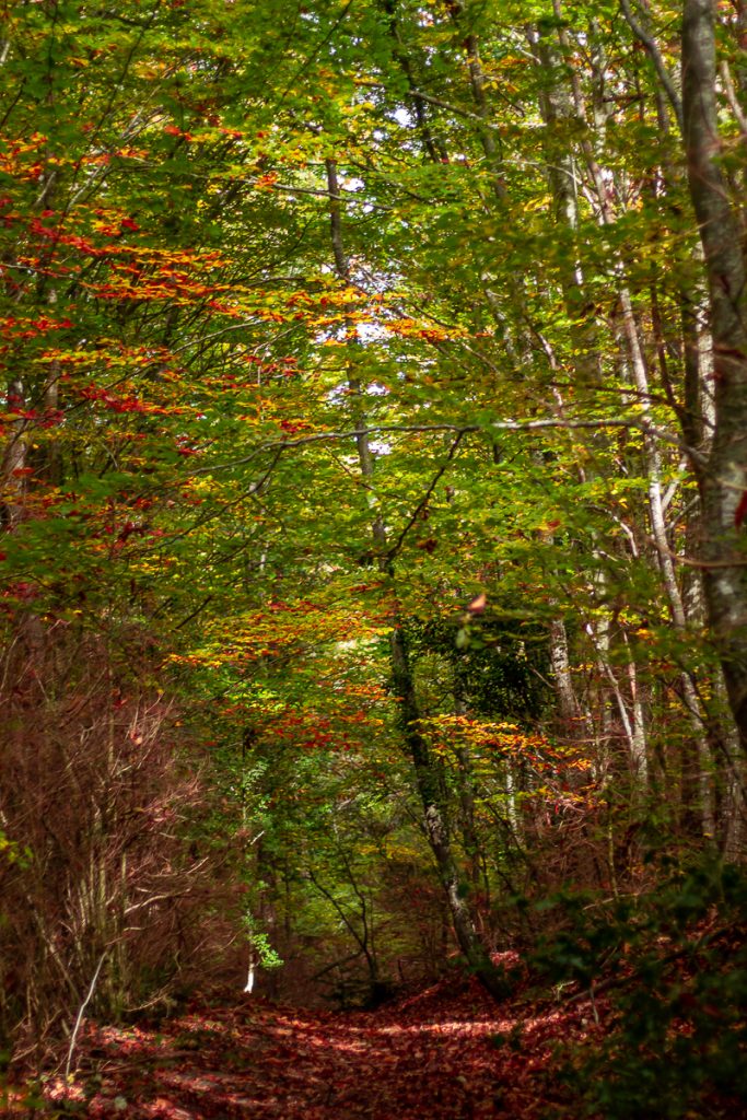 forêt du Vivier en automne
