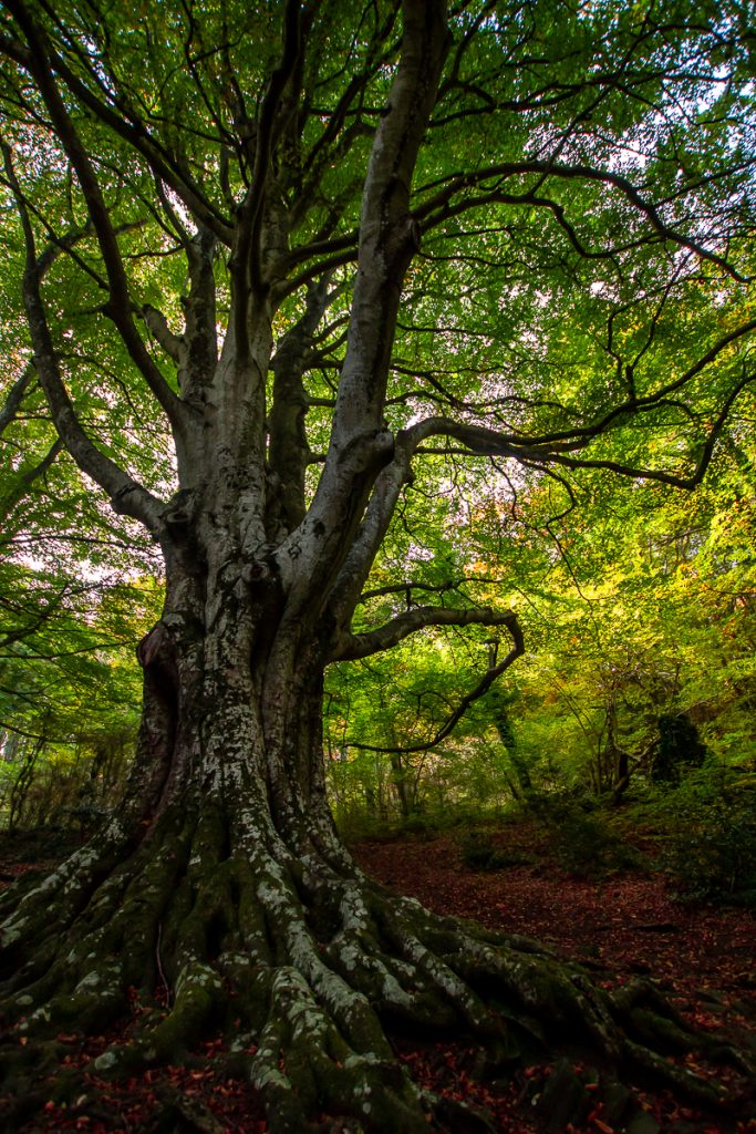 Hêtre remarquable dans les Pyrénées Orientales