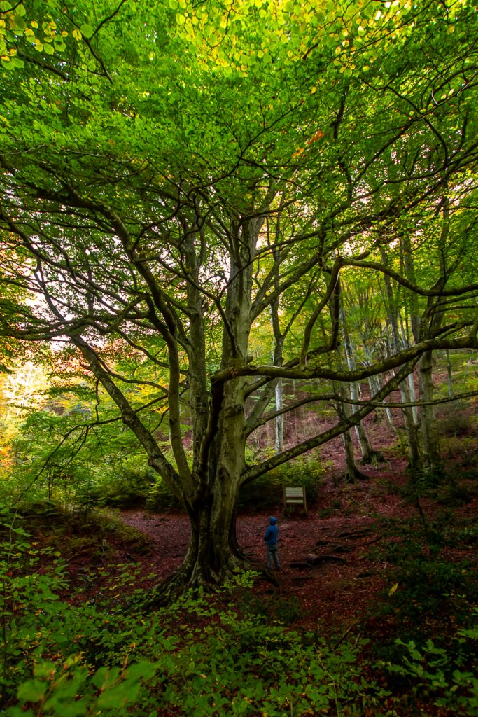Hêtre remarquable dans les Pyrénées Orientales