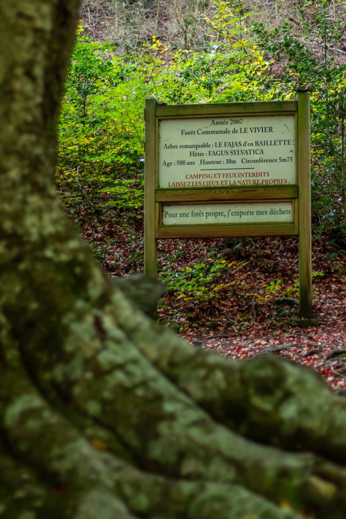 Arbre remarquable du Vivier
