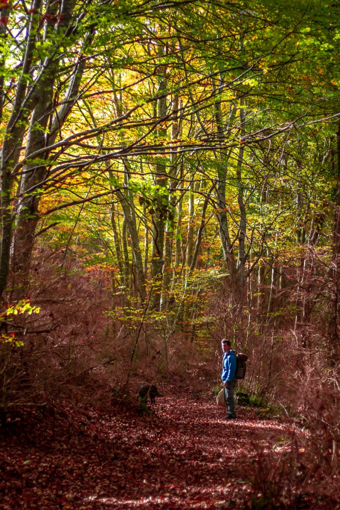 Balade en forêt dans les fenouillèdes
