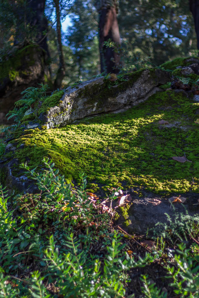 Mousse dans la forêt à Reynes