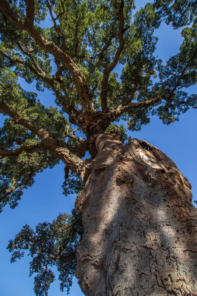 Chêne liège centenaire à Reynes