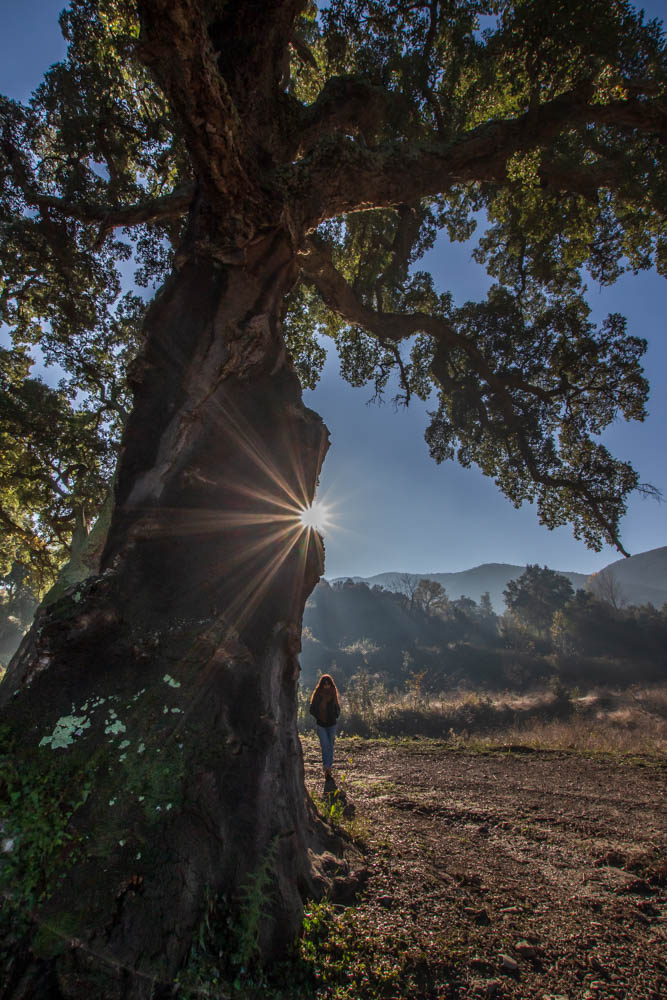 Contre jour sur le chêne liège de Reynes