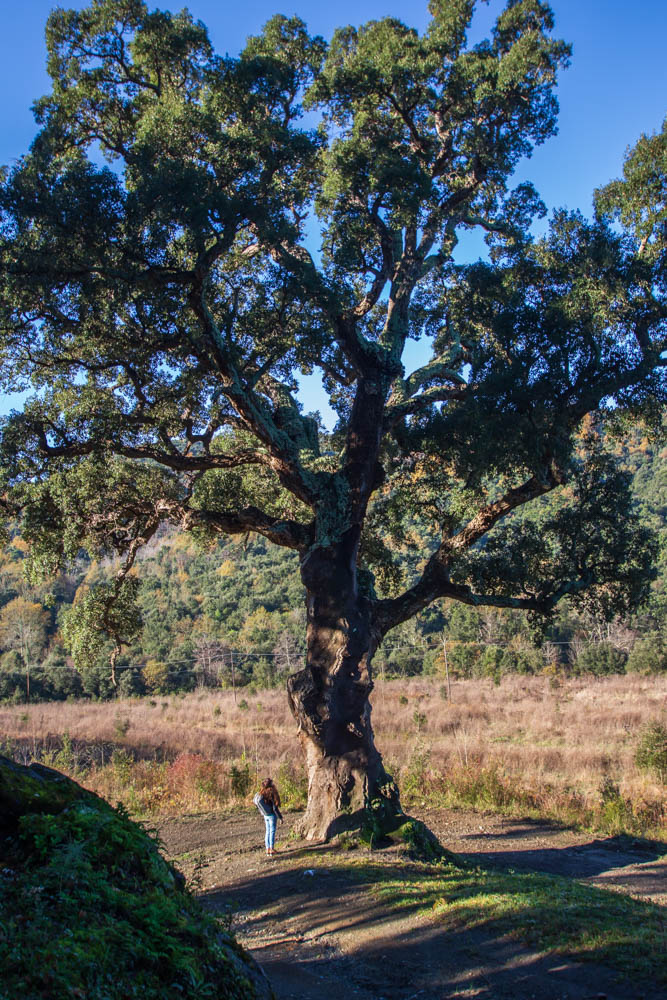 Arbre remarquable des Pyrénées Orientales