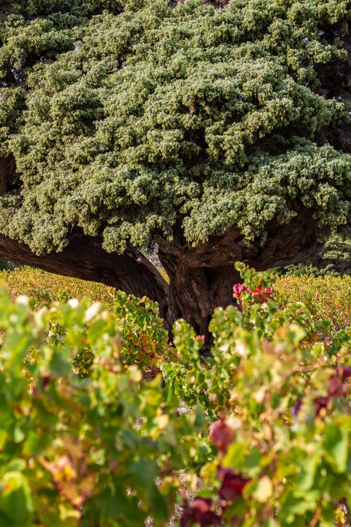 Le genévrier d'Opoul un arbre millénaire