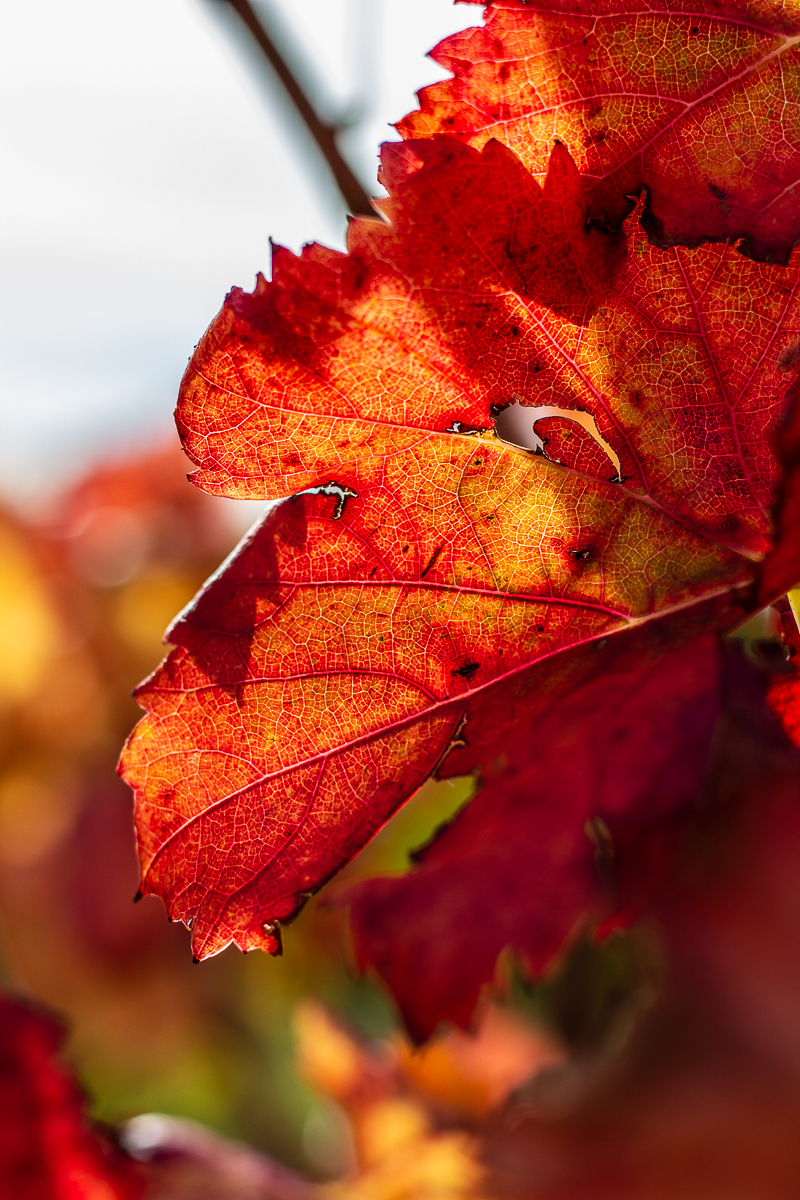 Vignes aux couleurs d'automne à Opoul
