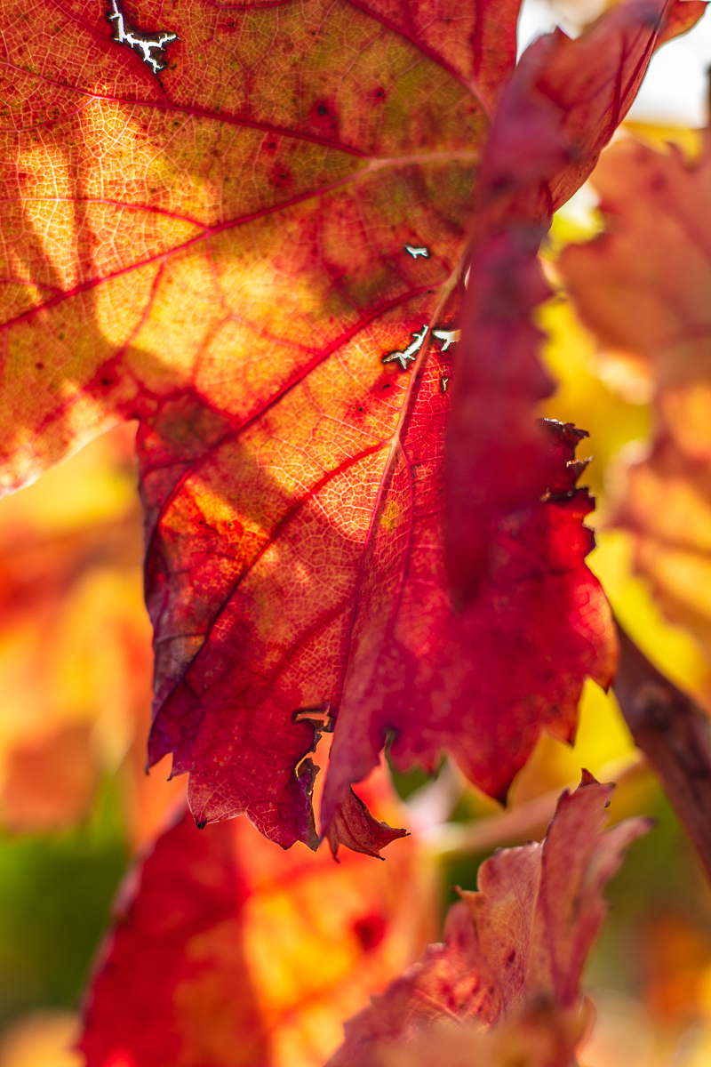 Vignes aux couleurs d'automne à Opoul