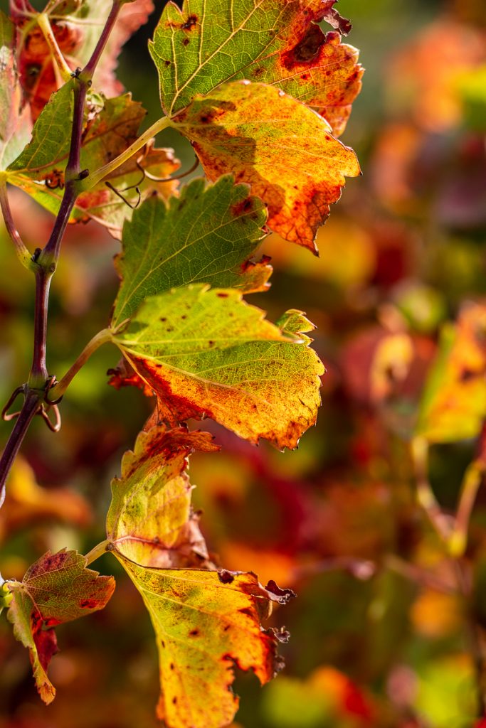 Vignes rousses à Opoul