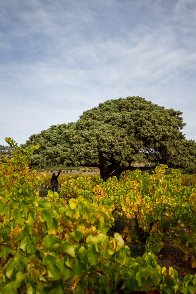 arbre remarquable à Opoul