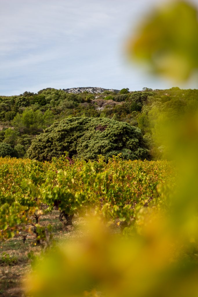 Le vieux génévrier d'Opoul