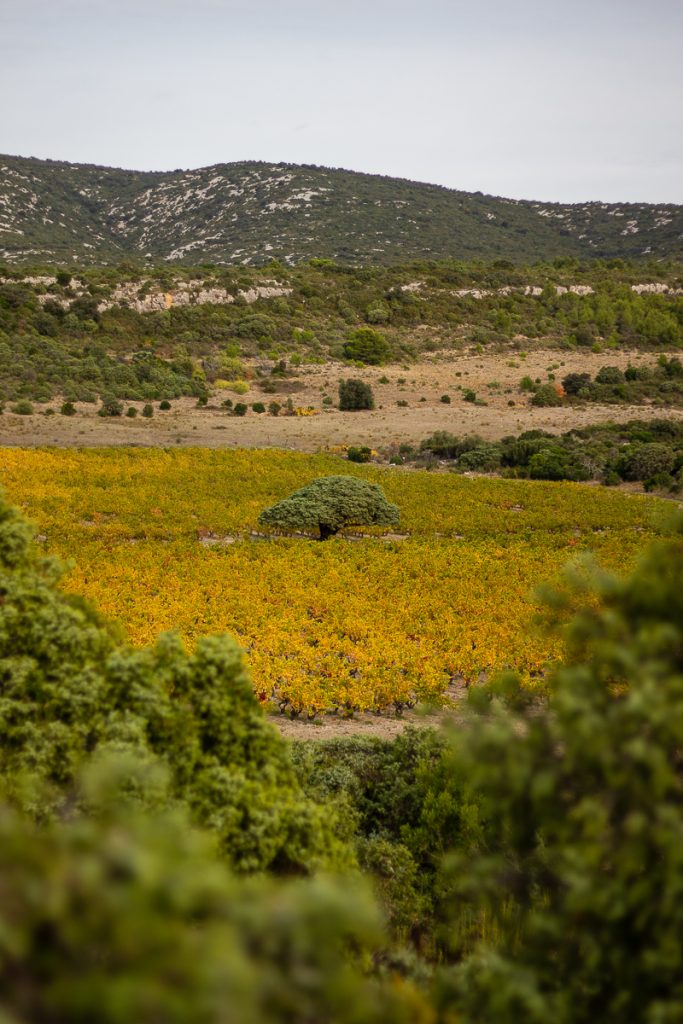 Le domaine du vieux génévrier à Opoul