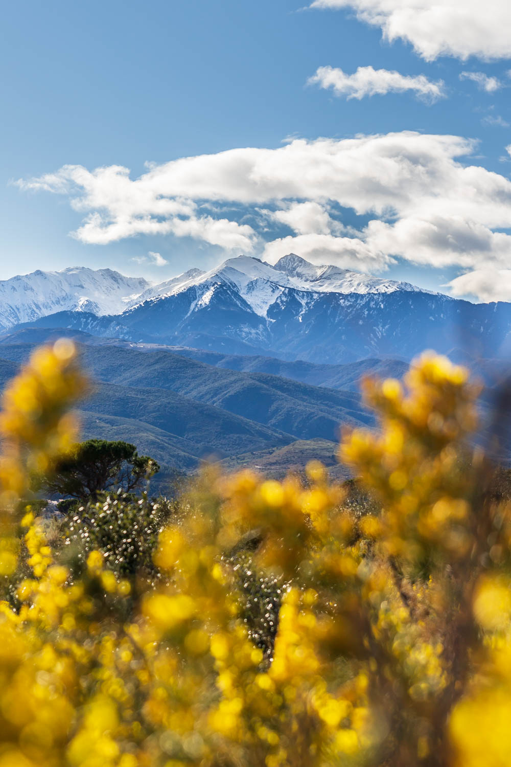 Canigou et maquis fleuri