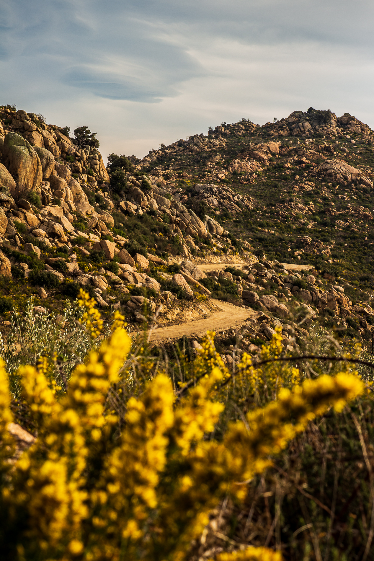 ajoncs en fleurs dans le maquis