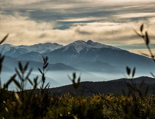 PUIG PEDROUS MONTALBA 66