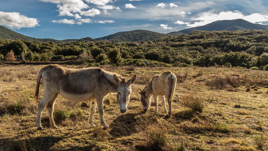 Ânes curieux sur le sentier des Dolmens en Fenouillèdes