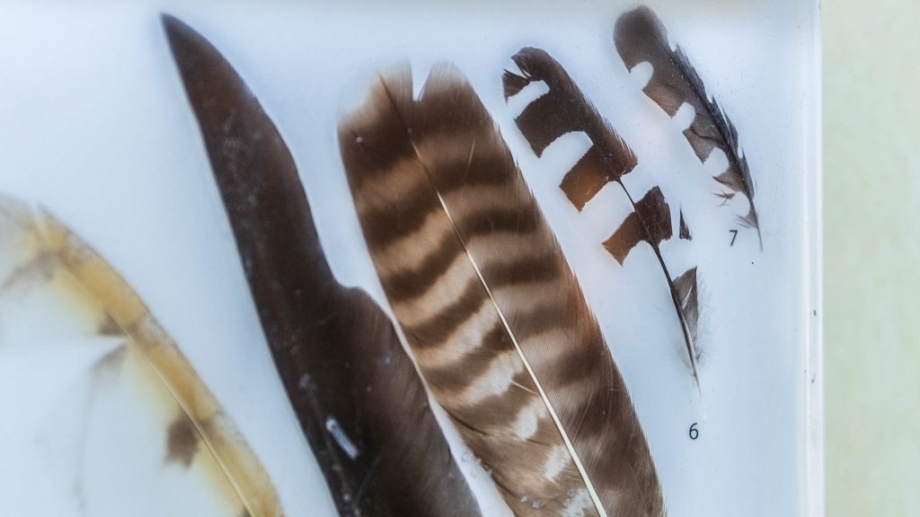 Panneau explicatif sentier des oiseaux