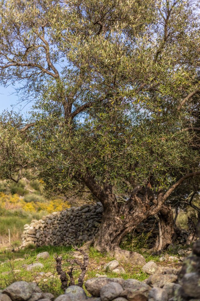 Olivier à Casenoves à Ille sur Têt
