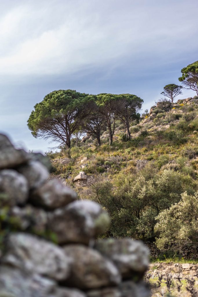 Vestiges de Casenoves à Ille sur Têt