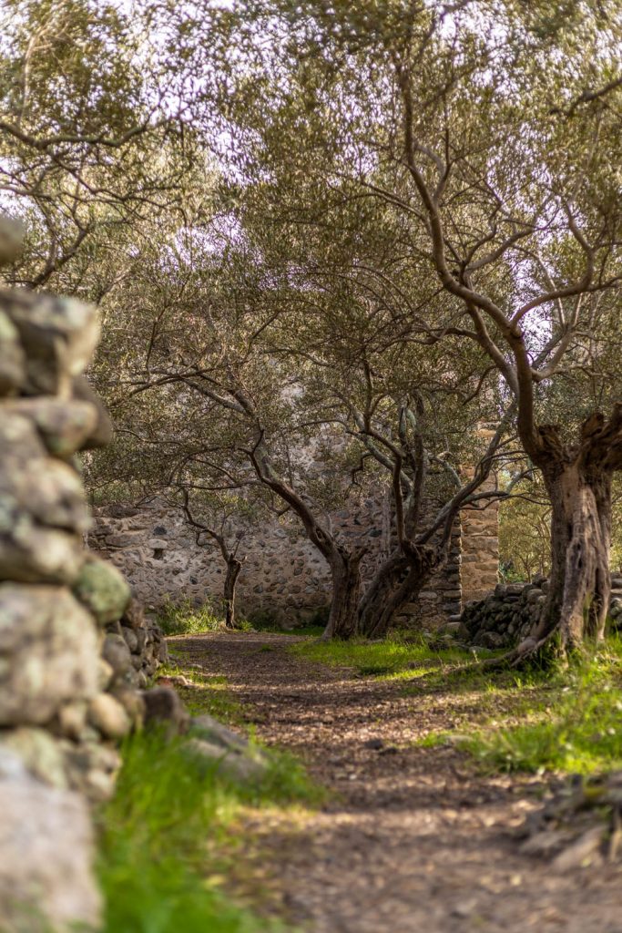 Vestiges de Casenoves à Ille sur Têt