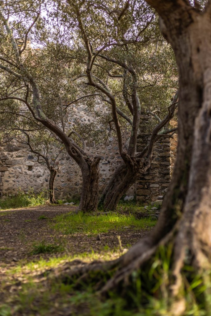 Vestiges de Casenoves à Ille sur Têt