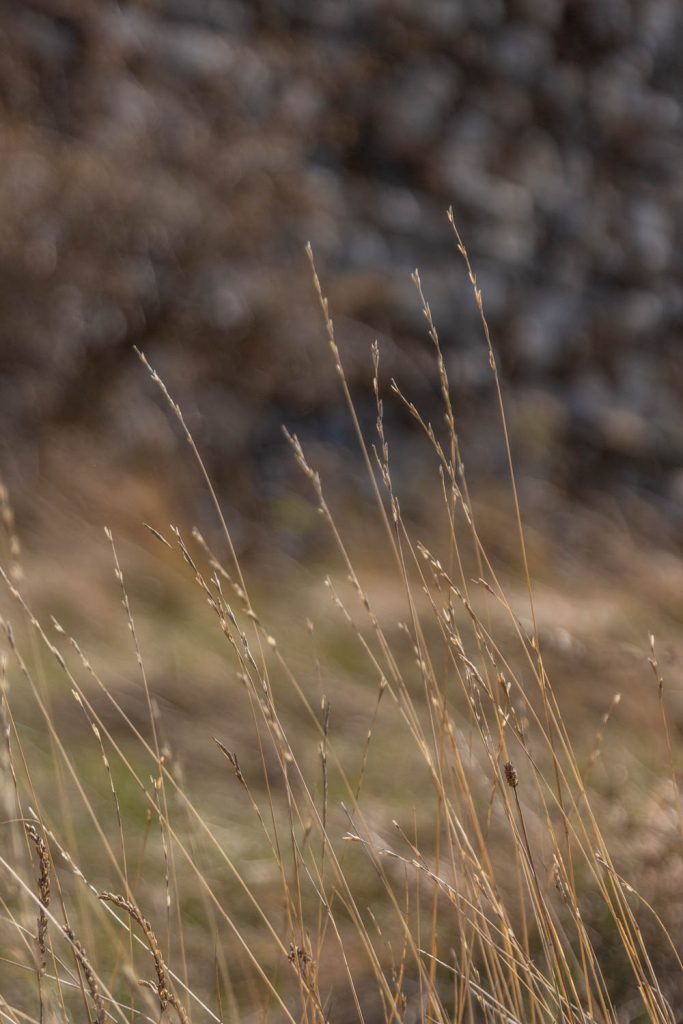 Détails de la nature dans les Pyrénées Orientales