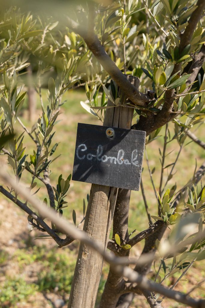 l'oliveraie conservatoire du Prieuré de Serrabone