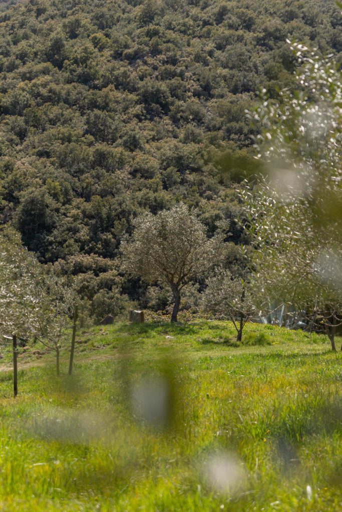 L'oliveraie conservatoire du Prieuré de Serrabone