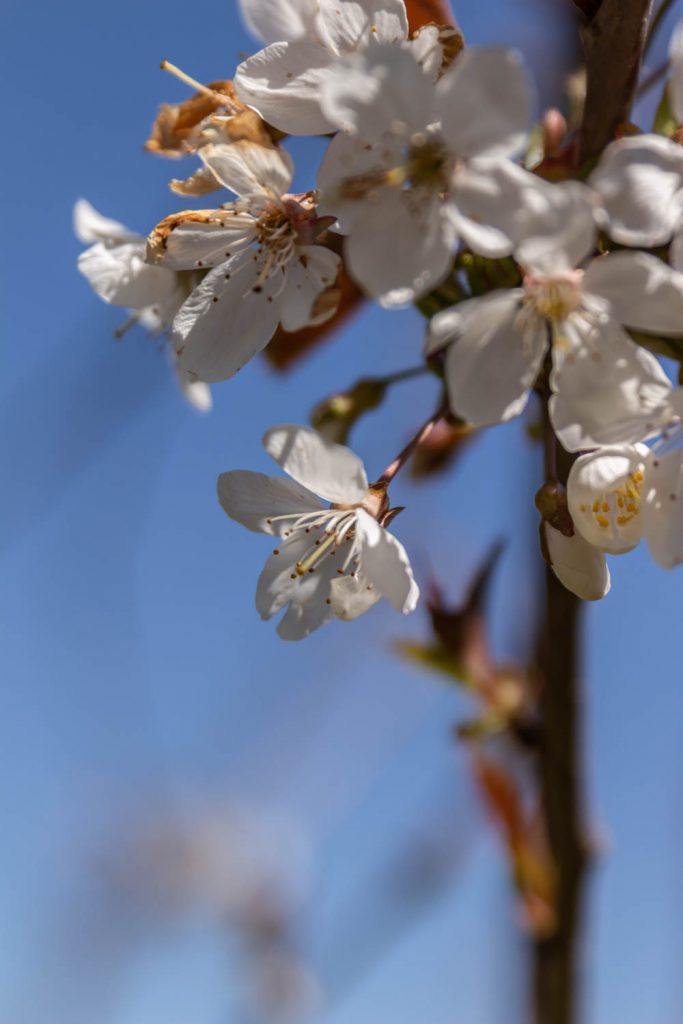 Cerisier en fleurs