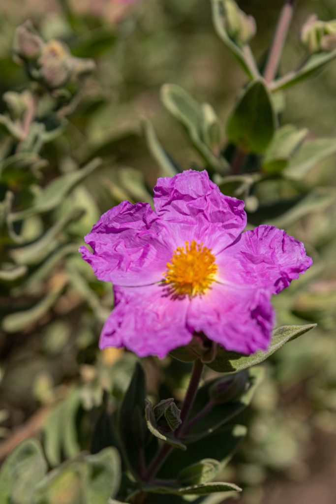 ciste en fleur, végétation typique des Aspres